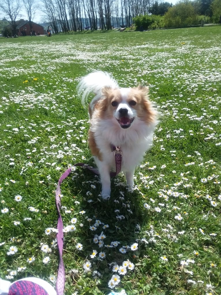 Dixie, a Pekingese and Chihuahua mix tested with EmbarkVet.com