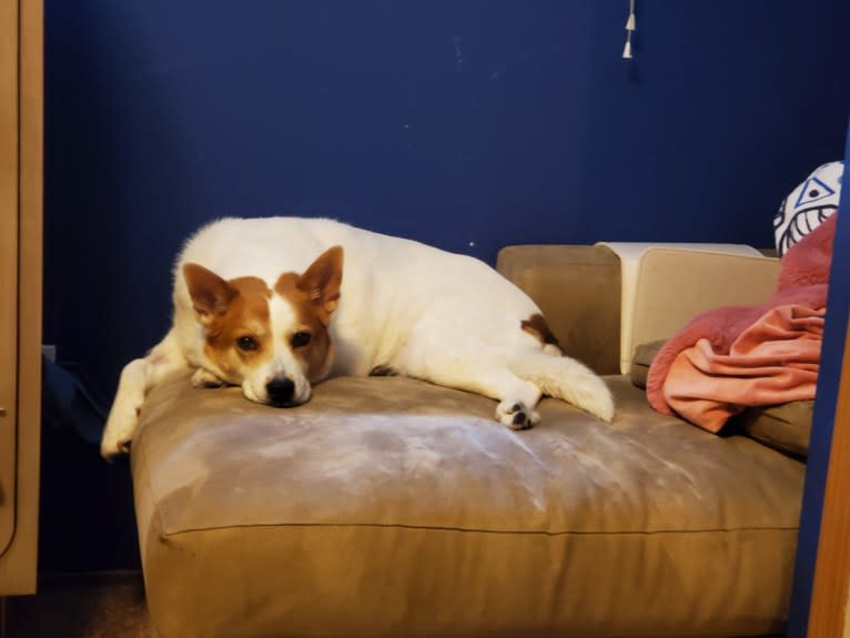 Lucy, an Australian Cattle Dog and Siberian Husky mix tested with EmbarkVet.com