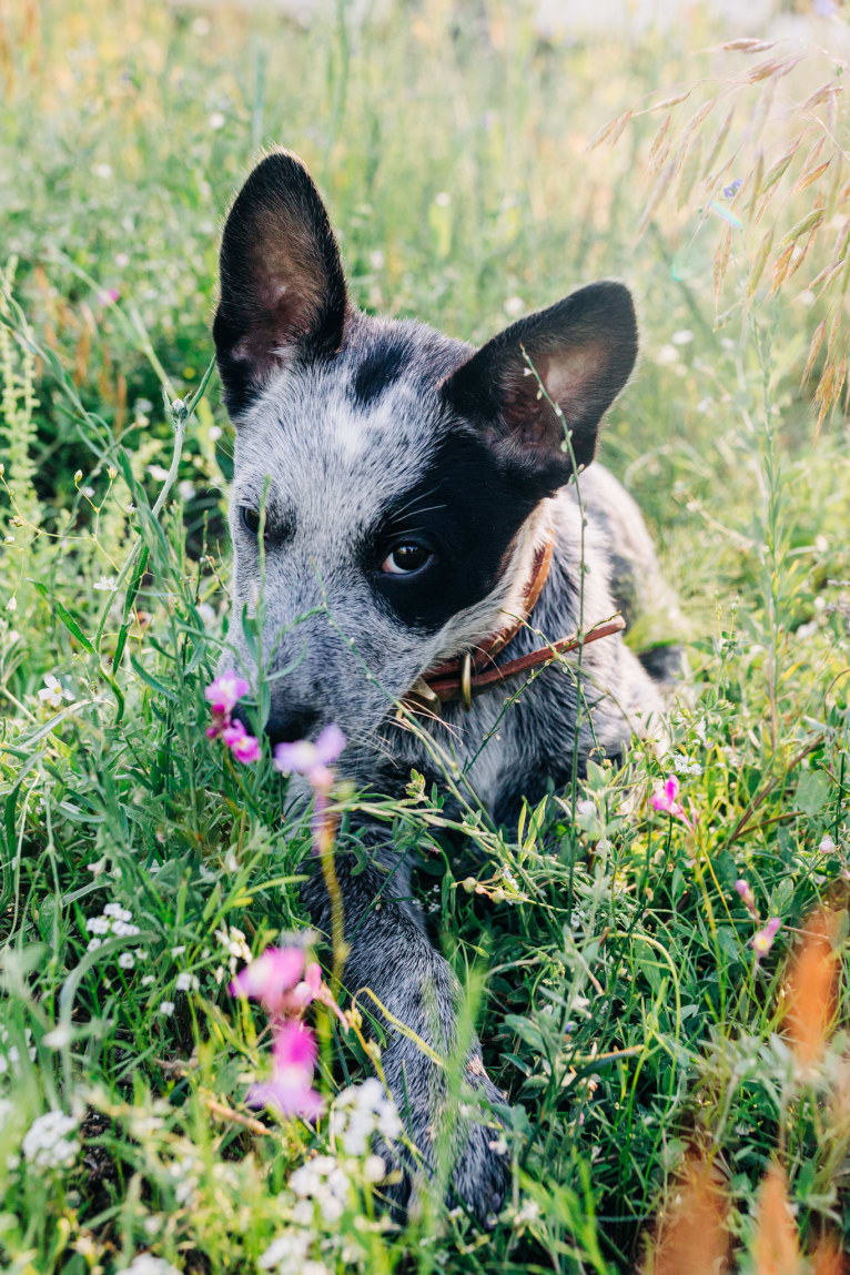 Ranger, an Australian Cattle Dog tested with EmbarkVet.com