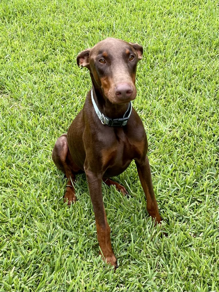 Axel Valor Rasberry, a Doberman Pinscher tested with EmbarkVet.com