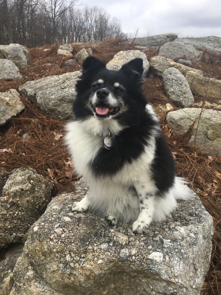 Piper, an American Eskimo Dog and Pomeranian mix tested with EmbarkVet.com