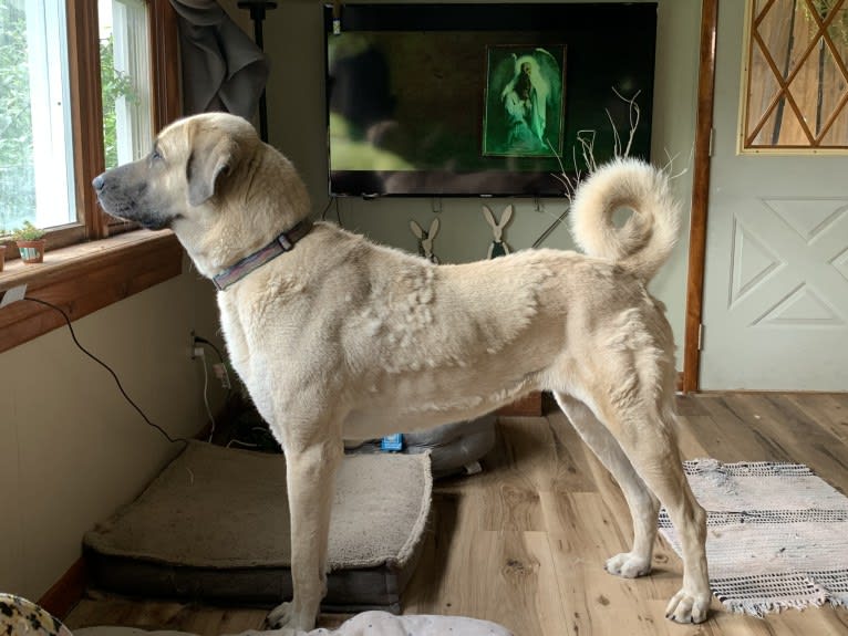 Wolf House Maysa, an Anatolian Shepherd Dog tested with EmbarkVet.com