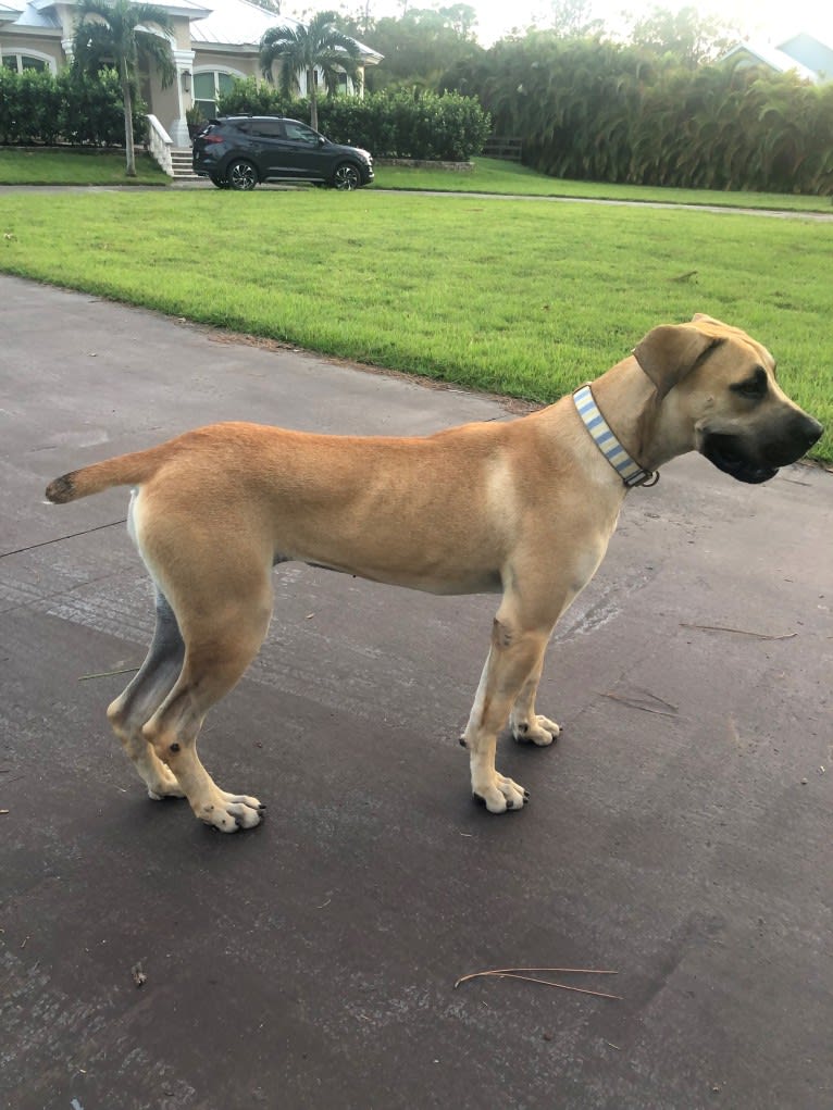 Kaya, a Boerboel tested with EmbarkVet.com