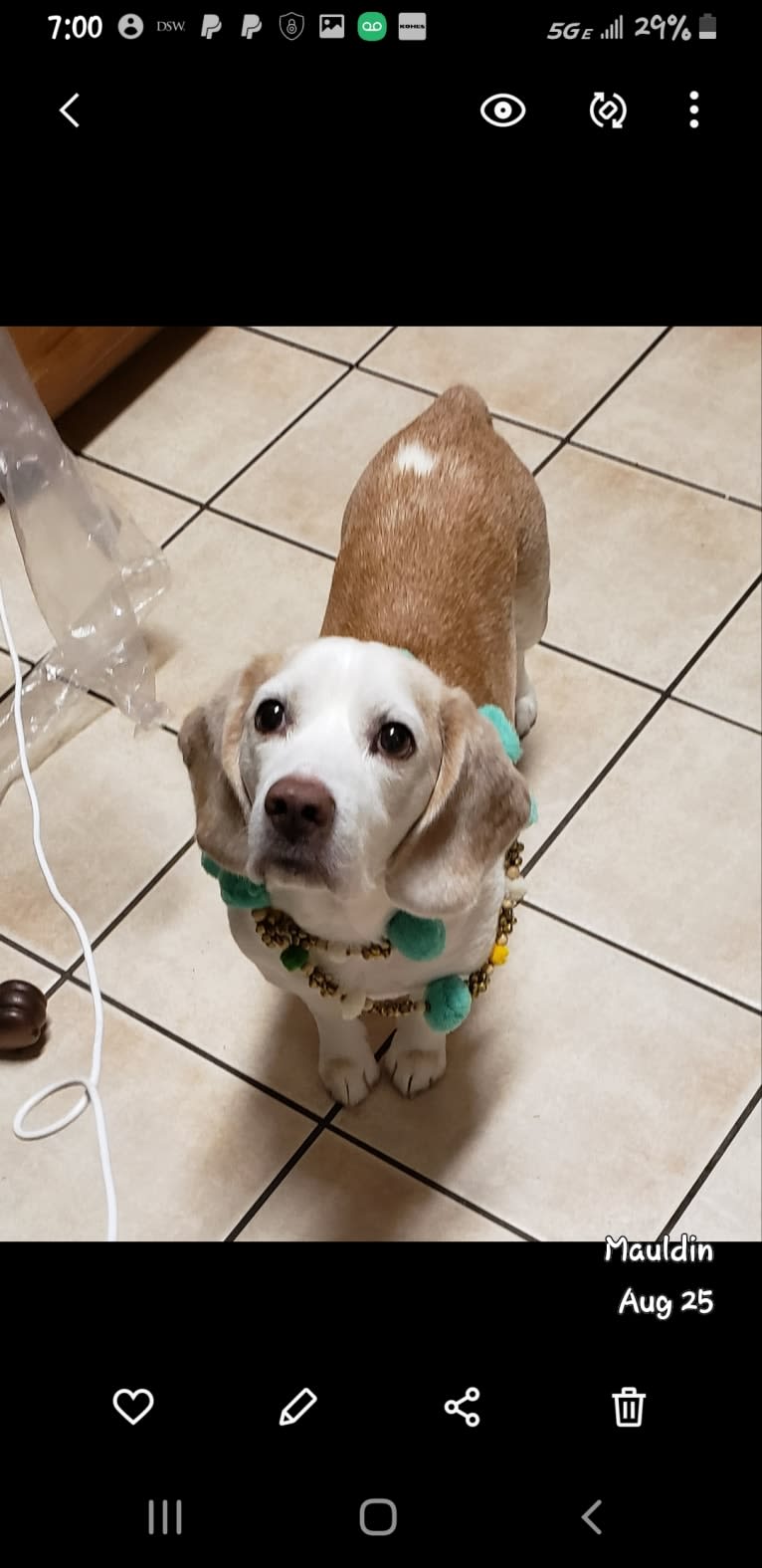 BB (Big Boy), a Beagle tested with EmbarkVet.com