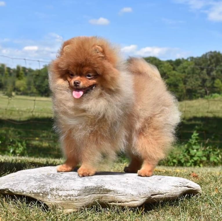 Cardi B, a Pomeranian tested with EmbarkVet.com