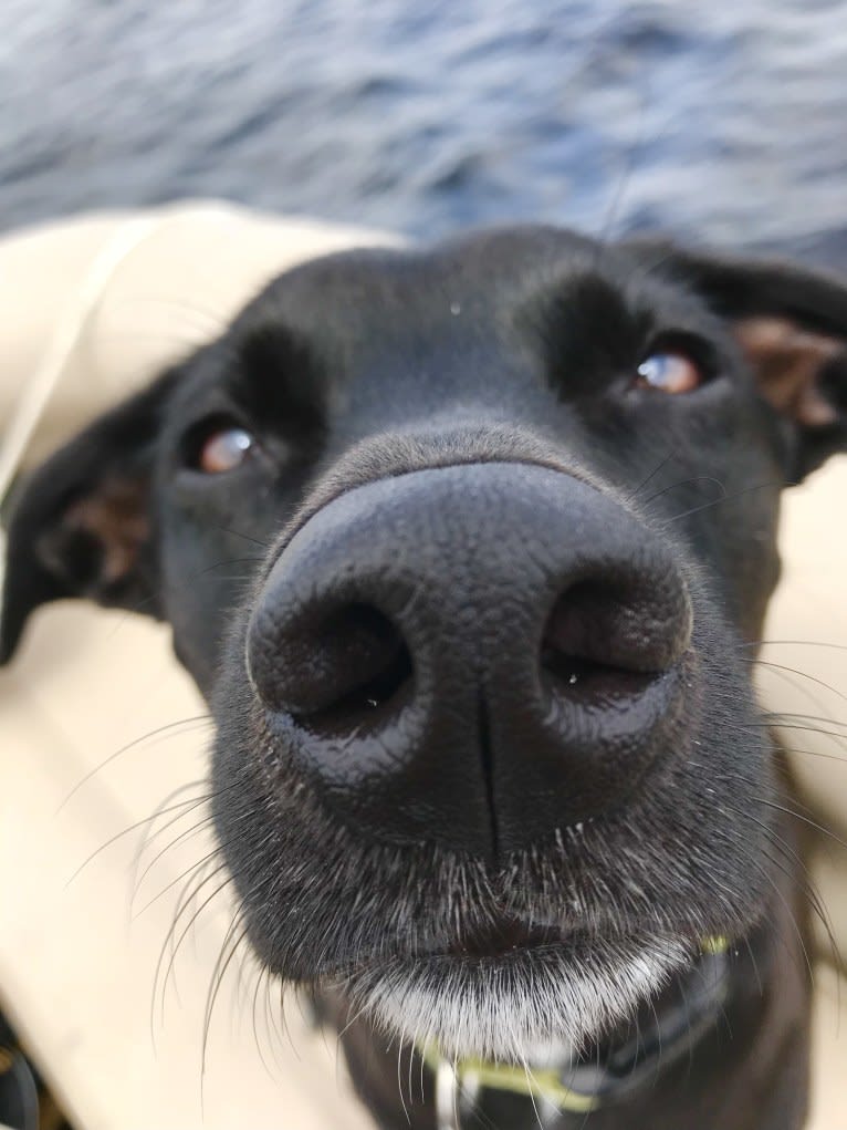Martha, a Staffordshire Terrier and Labrador Retriever mix tested with EmbarkVet.com