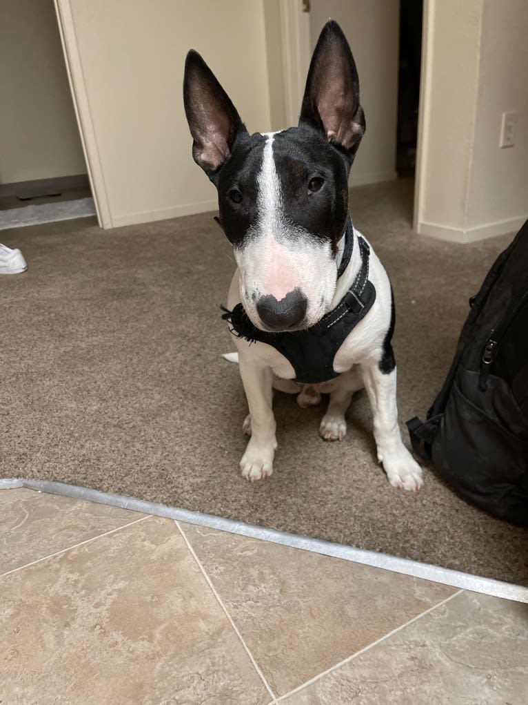 Lorenzo, a Bull Terrier tested with EmbarkVet.com