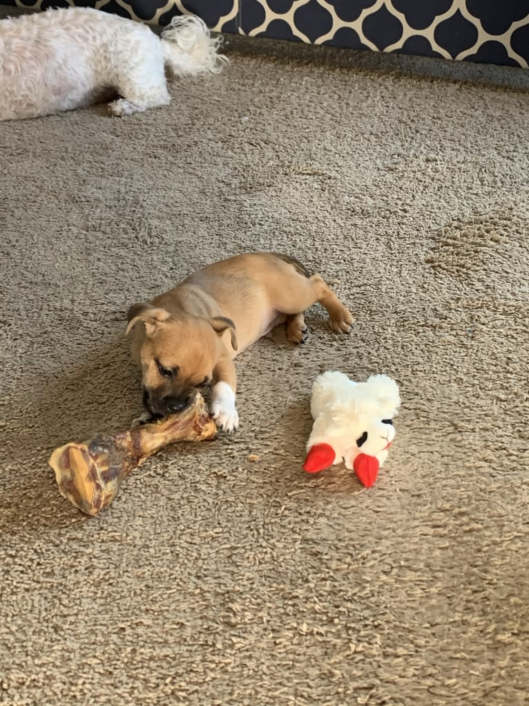 Chico Nugget, a Chihuahua and Russell-type Terrier mix tested with EmbarkVet.com