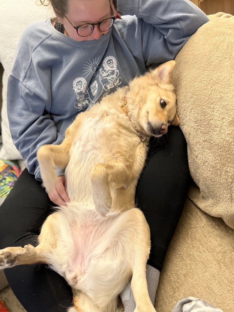 Charlie, a Southeast Asian Village Dog and Golden Retriever mix tested with EmbarkVet.com