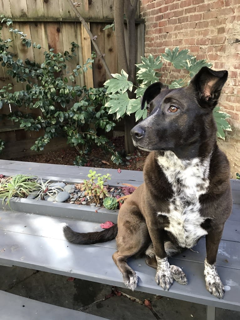 Somi, an Australian Cattle Dog and American Pit Bull Terrier mix tested with EmbarkVet.com