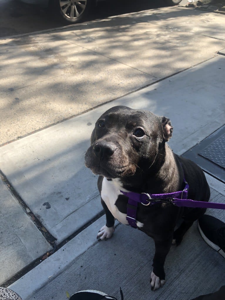 Monroe, an American Pit Bull Terrier and American Staffordshire Terrier mix tested with EmbarkVet.com