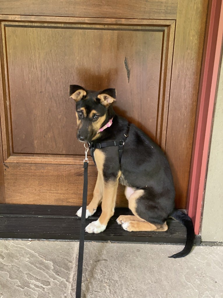 Lola, a German Shepherd Dog and American Pit Bull Terrier mix tested with EmbarkVet.com