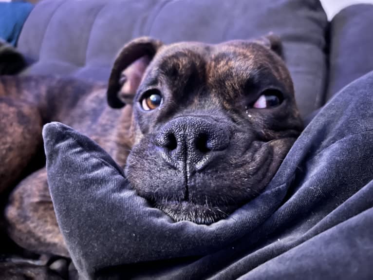 Ozzy, a Boxer and American Bulldog mix tested with EmbarkVet.com