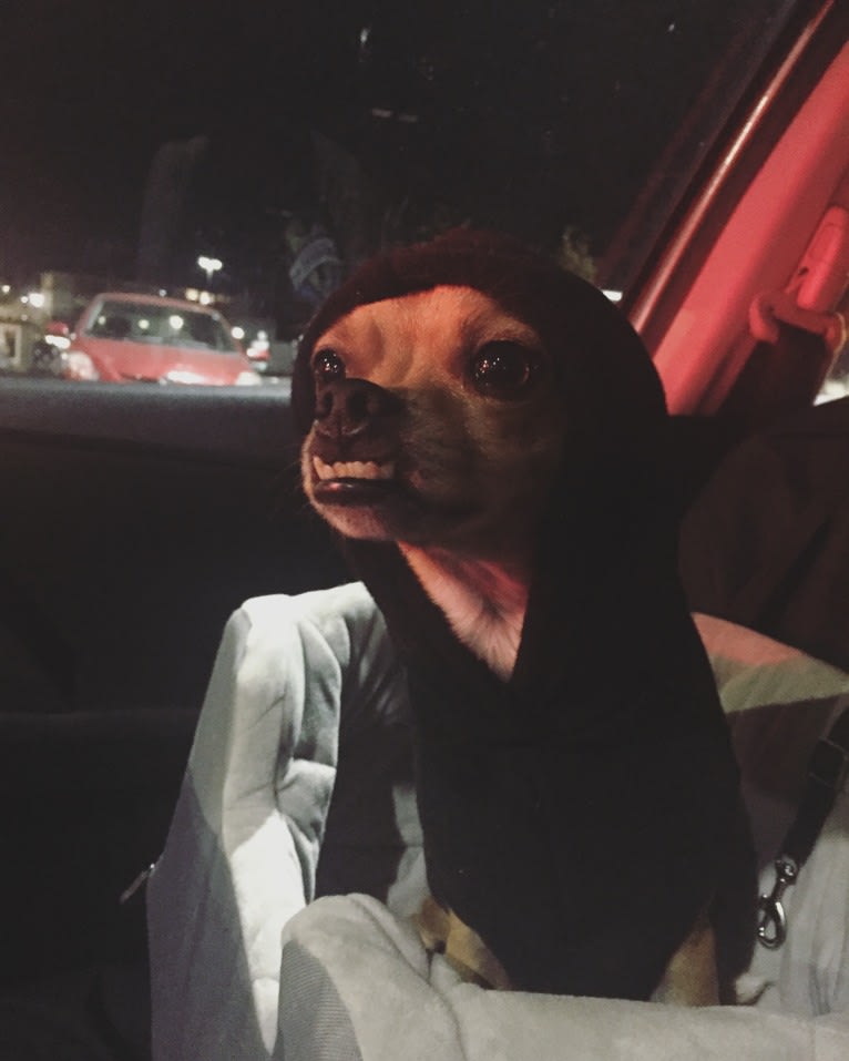 Coyote, a Chihuahua and Rat Terrier mix tested with EmbarkVet.com