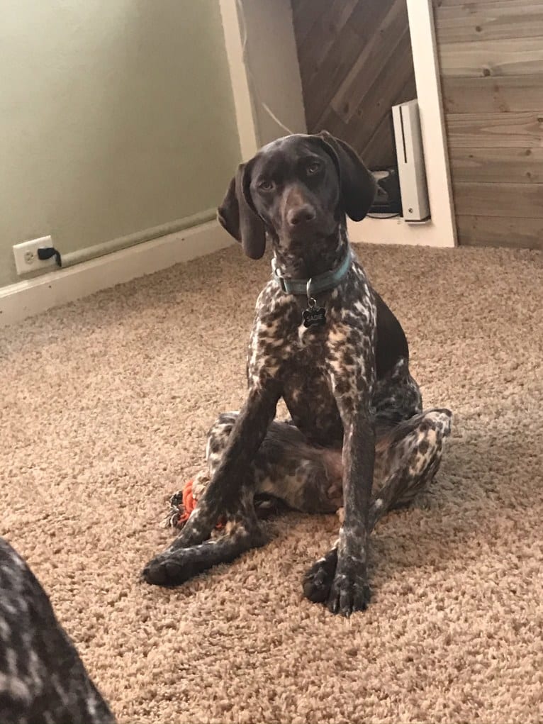 Sadie, a German Shorthaired Pointer tested with EmbarkVet.com
