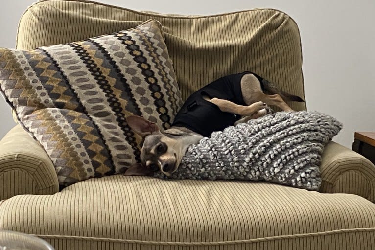 Milo, a Chihuahua and Rat Terrier mix tested with EmbarkVet.com