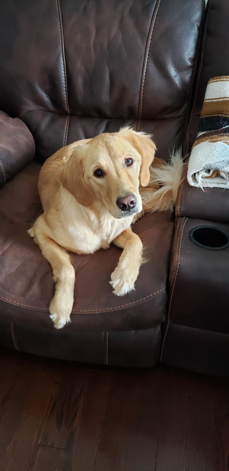 Fauna, a Golden Retriever (7.8% unresolved) tested with EmbarkVet.com