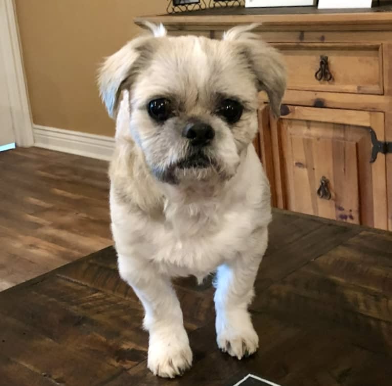 Charlie Angel, a Shih Tzu tested with EmbarkVet.com