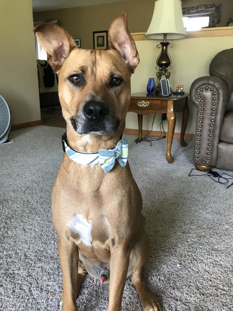 Trevor, an American Pit Bull Terrier and German Shepherd Dog mix tested with EmbarkVet.com