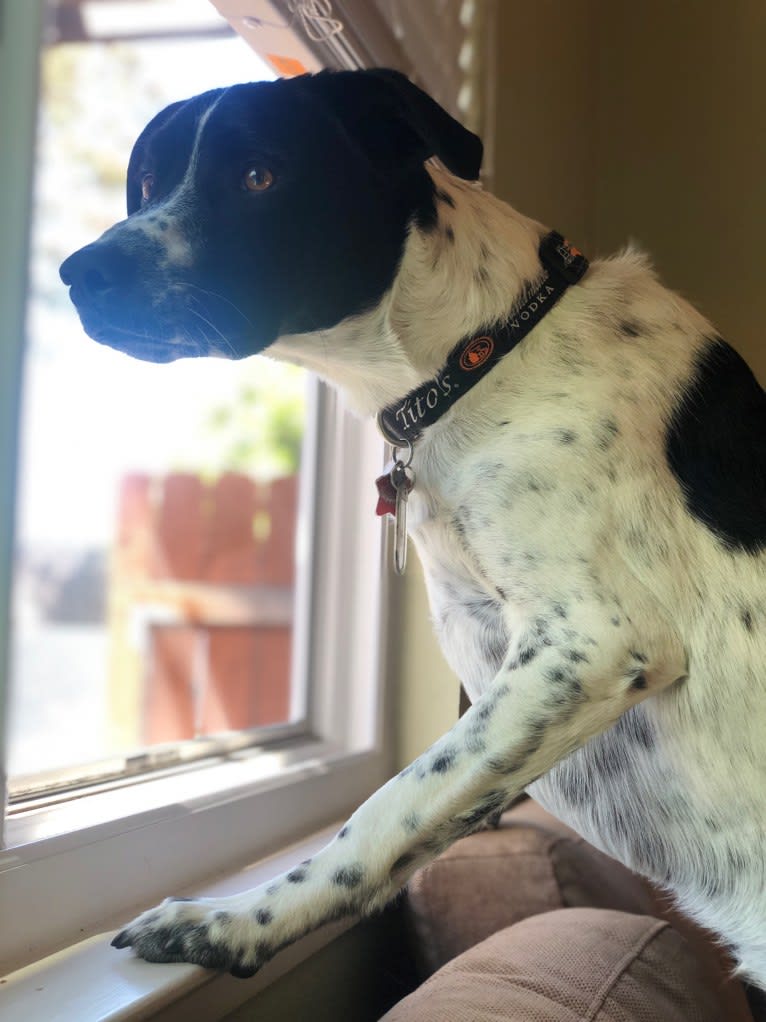 Riley, a German Shorthaired Pointer and Australian Cattle Dog mix tested with EmbarkVet.com