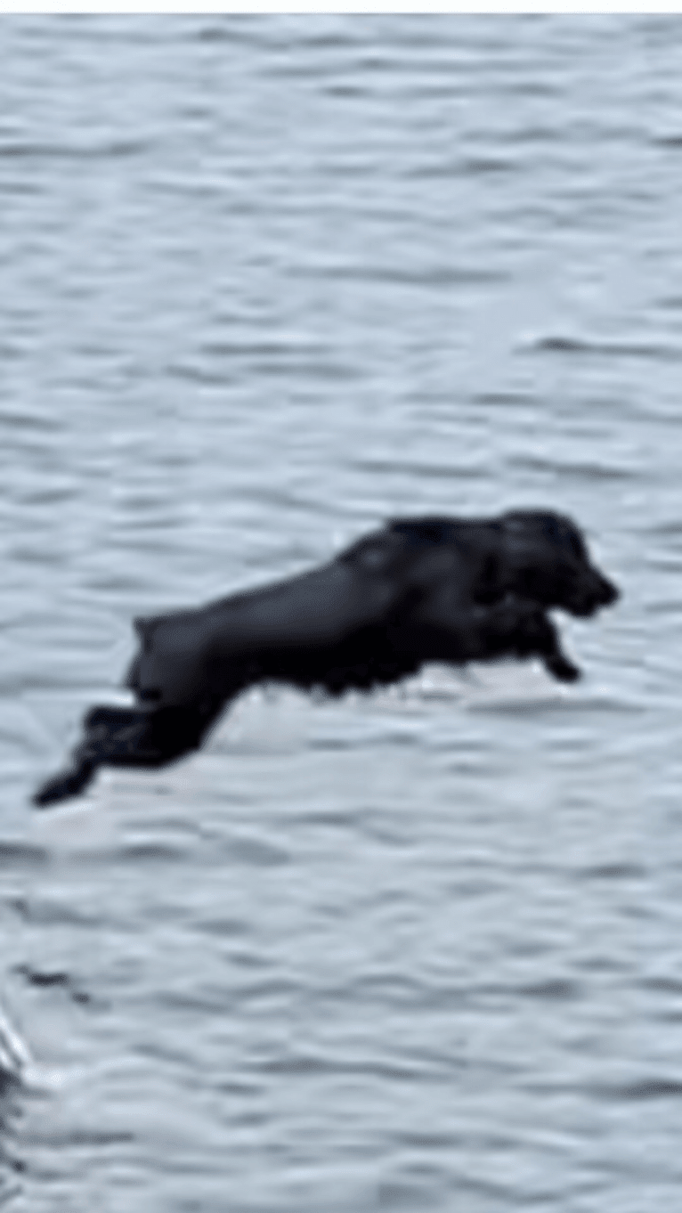 Binky, a Boykin Spaniel tested with EmbarkVet.com