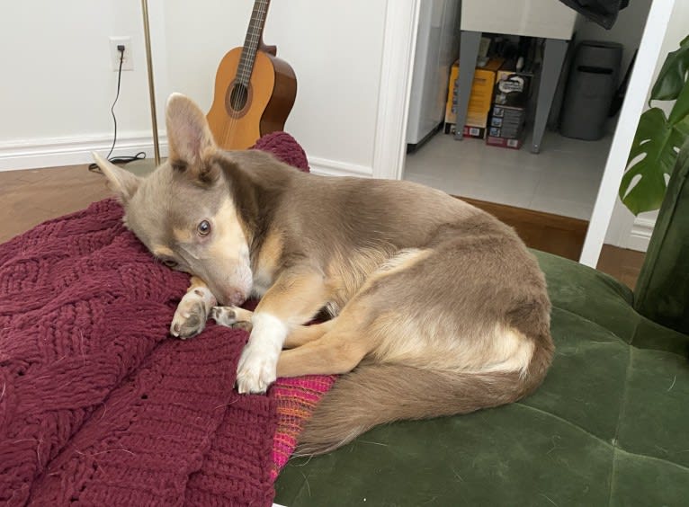 Fenya, a Central Asian Village Dog tested with EmbarkVet.com