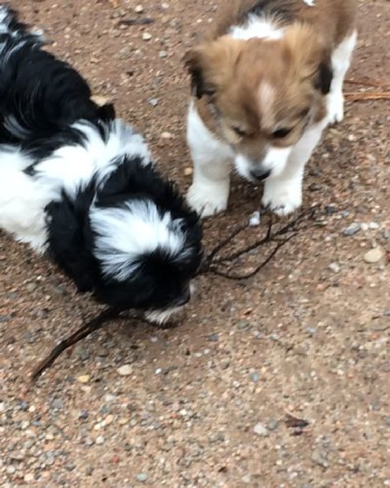 Winham’s Cowboy Cody of Cowgirl Cotons, a Coton de Tulear tested with EmbarkVet.com