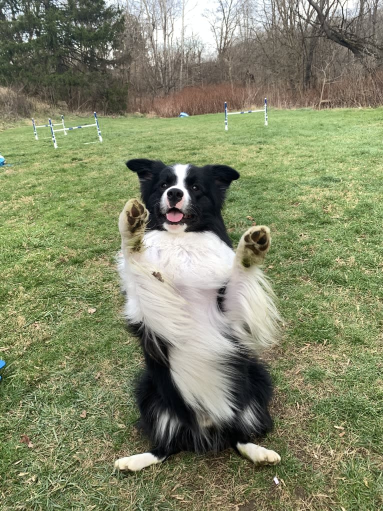 Bohdi, a Border Collie tested with EmbarkVet.com