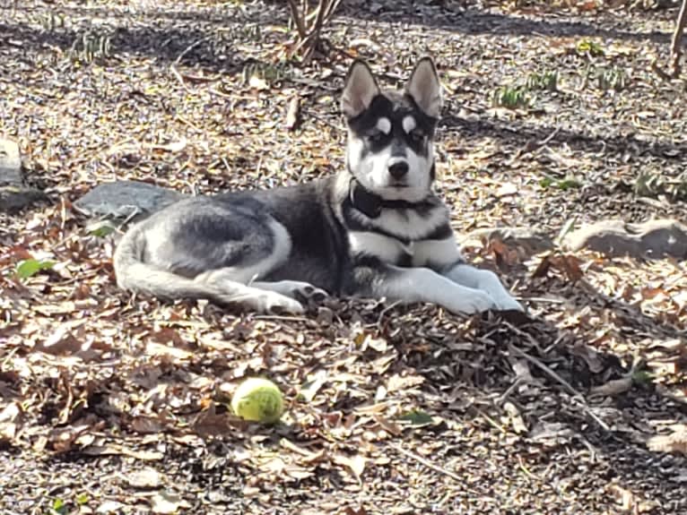 Rocket, a Siberian Husky and Alaskan Malamute mix tested with EmbarkVet.com