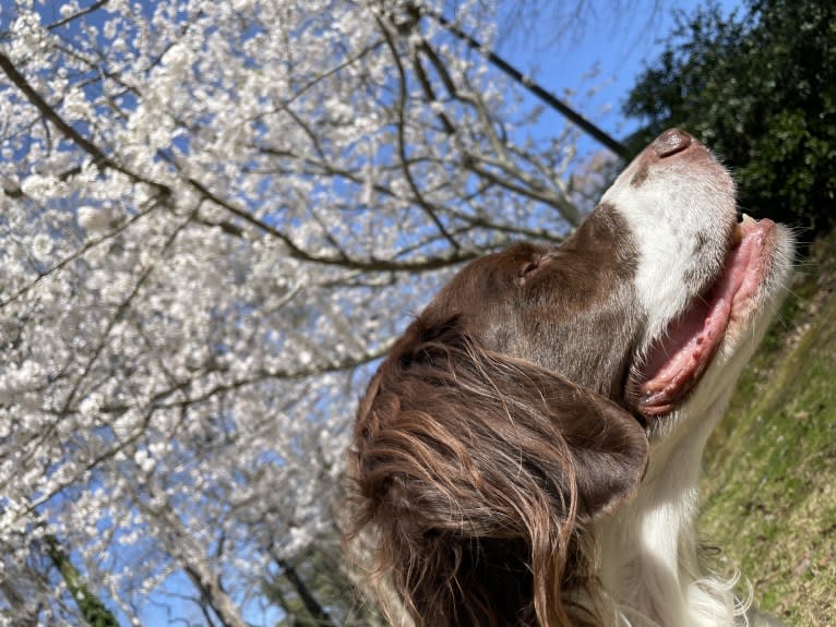 Charlie, a Brittany tested with EmbarkVet.com