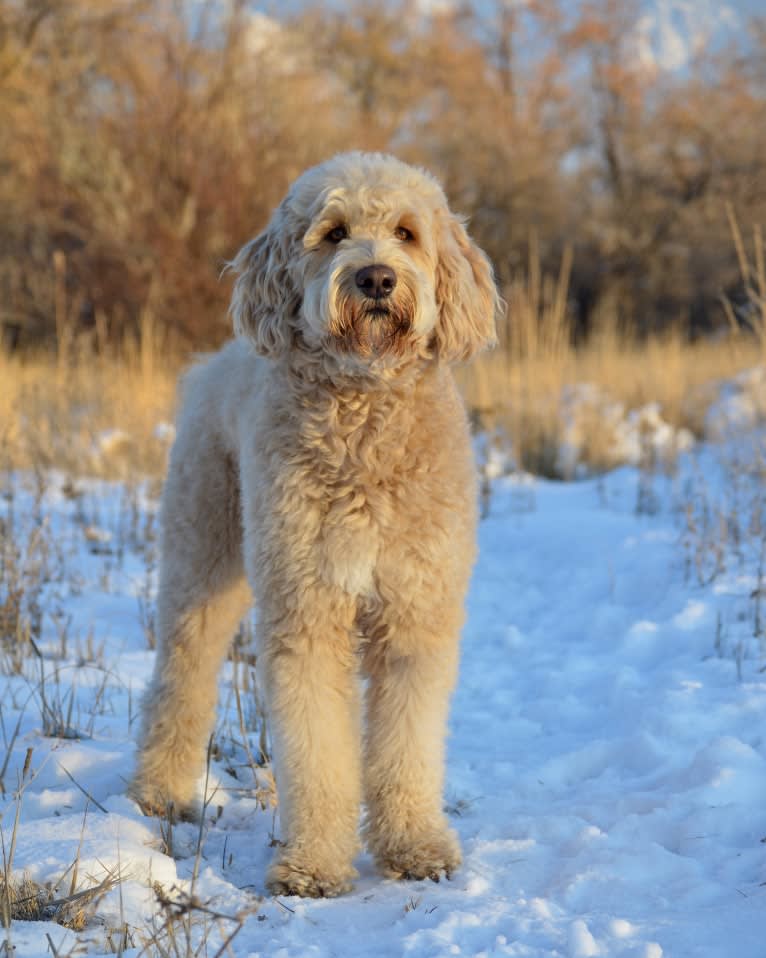 Bunker, a Goldendoodle tested with EmbarkVet.com