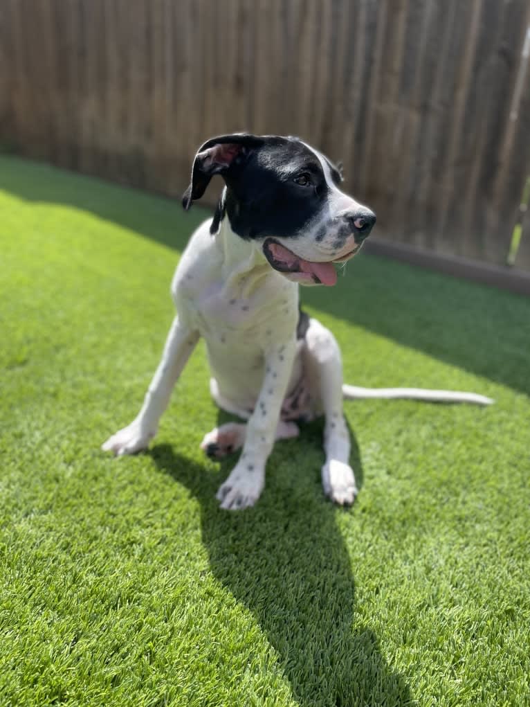 Finnegan, a Boxer and German Shorthaired Pointer mix tested with EmbarkVet.com