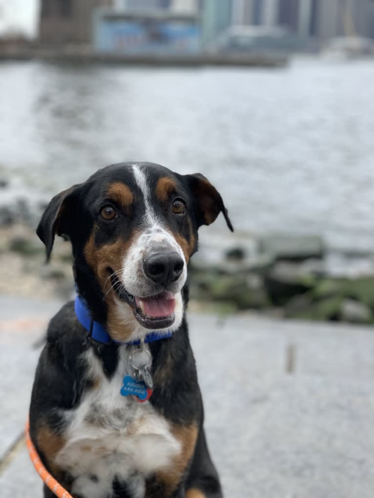 Augie, a Basset Hound and Australian Cattle Dog mix tested with EmbarkVet.com