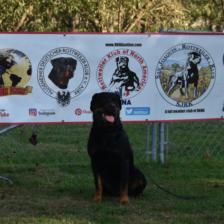 Wüstenhaus Samson, a Rottweiler tested with EmbarkVet.com