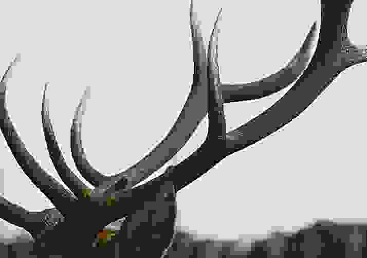 Spotting Animals