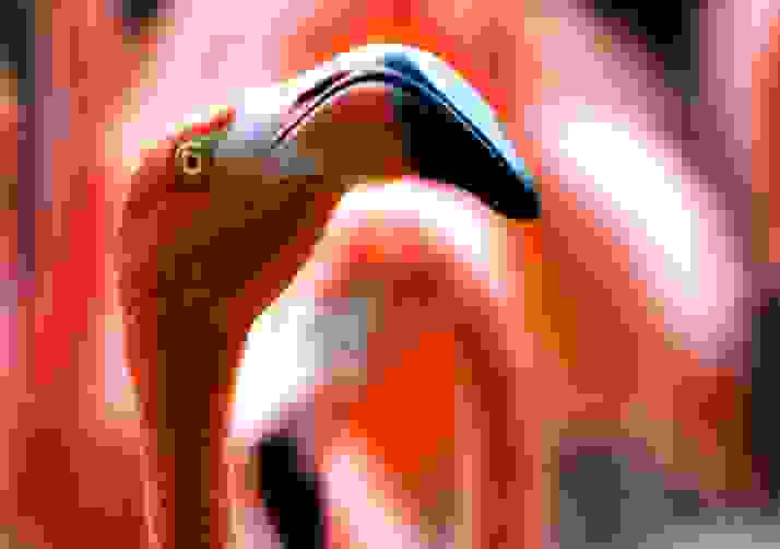 The Mall Teaser's Flamingo