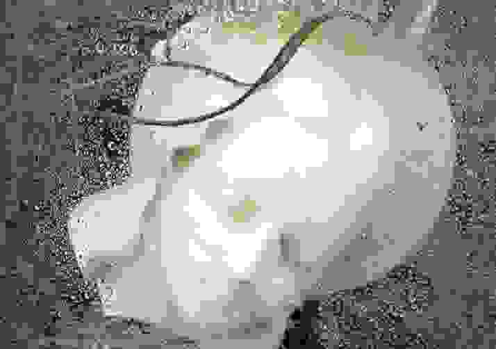 Shroud Mary