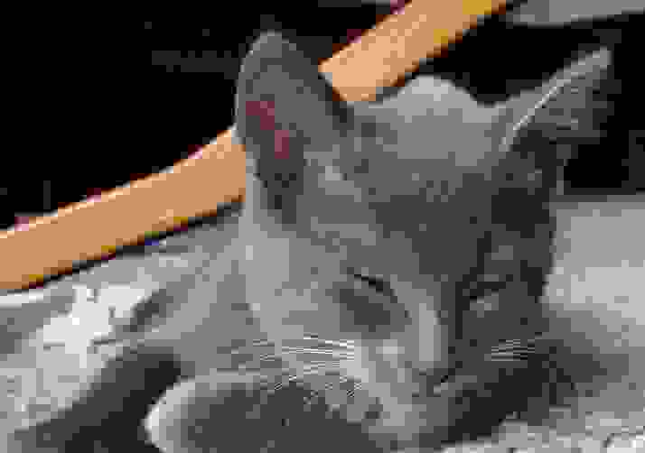 Tim the Cat