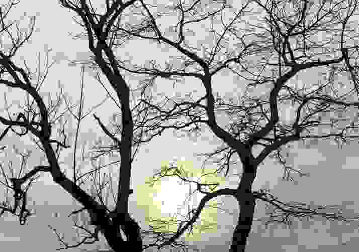 Dancing Trees in the Spotlight