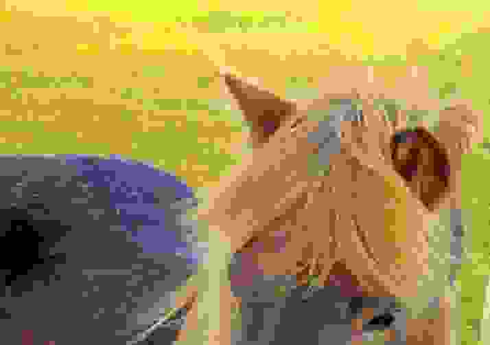 Feeling a Little Hoarse