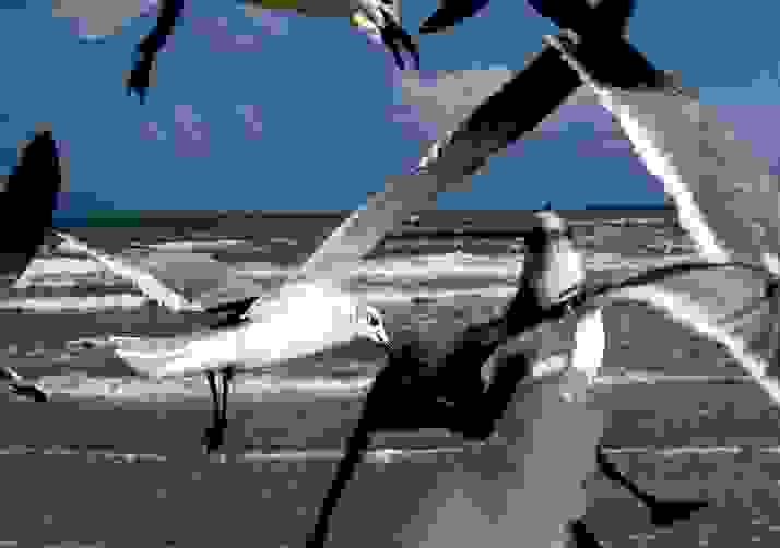 Gull Chaos
