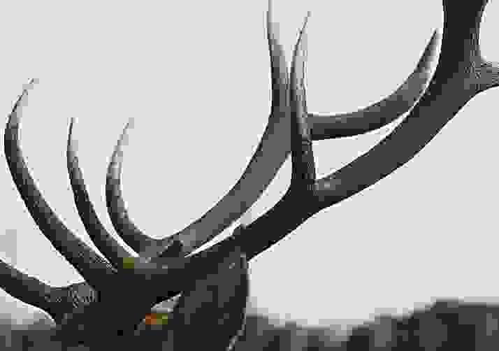 Spotting Animals