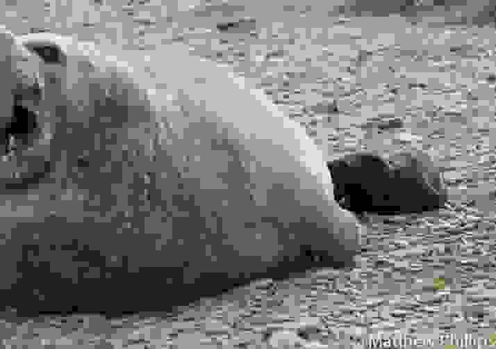 Larry Nearly Seals His Fate