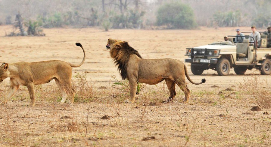 Lions in Kafue, Zambia