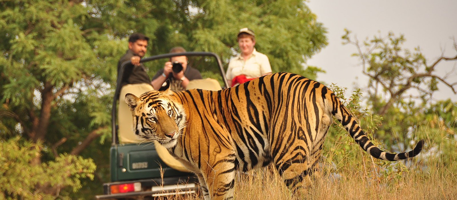 The Real Jungle Book Your India Safari With Enchanting Travels