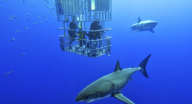 Shark cage diving in Namibia with Enchanting Travels - Top 10 adventures