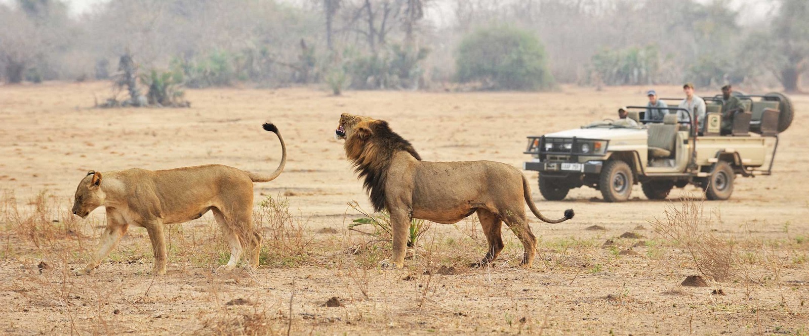 Top five best African Safari Parks you have to see!