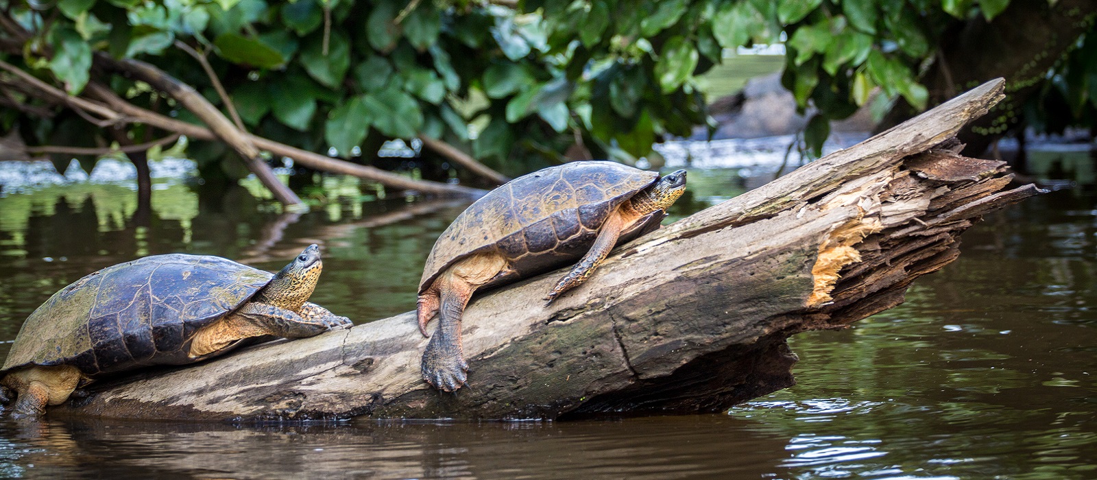 Exclusive Travel Tips for Your Destination Tortuguero in Costa Rica