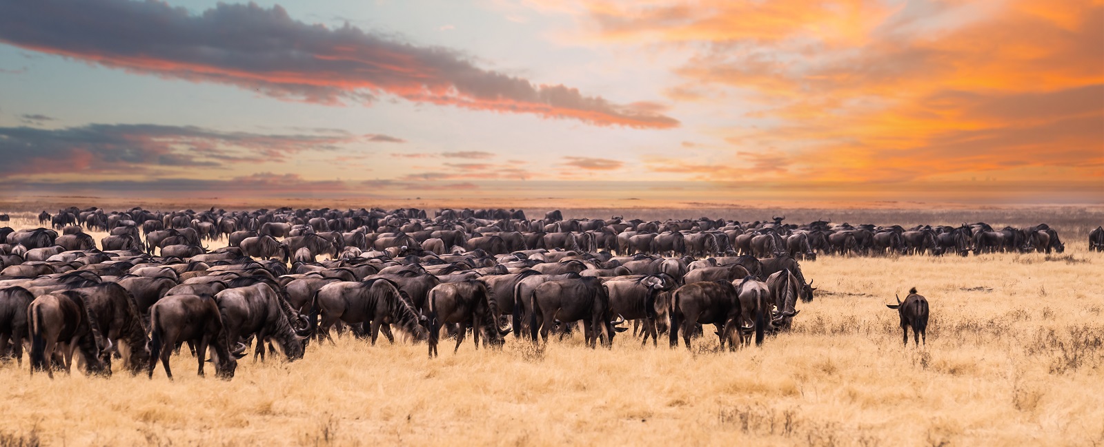 Your Monthly Guide To The Great Wildebeest Migration In Africa