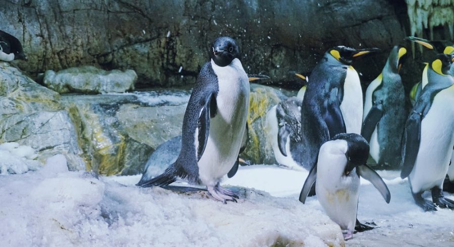 Penguins at the Osaka Aquarium